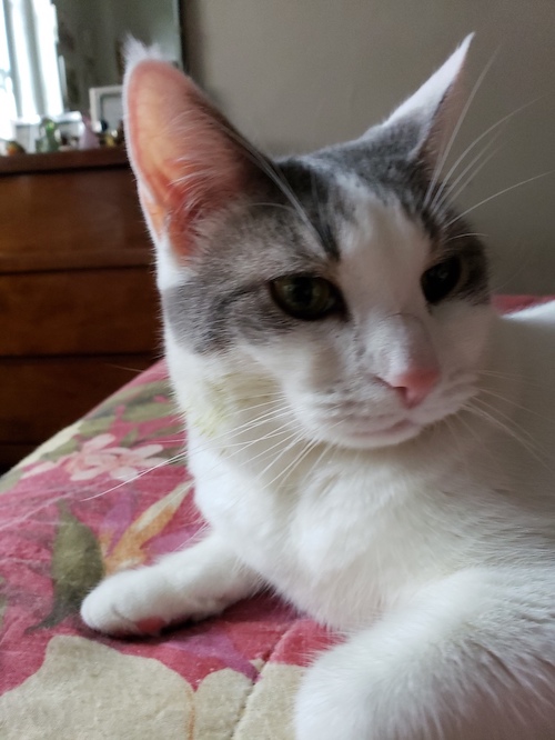 Cat Simone Buttercup Tanzer