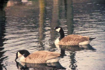 goose geese slaughter cull