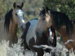 wild horse roundup Oregon BLM
