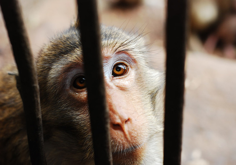 vivisected Monkey