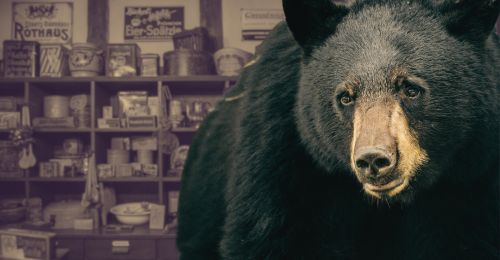 black bear and store shelves
