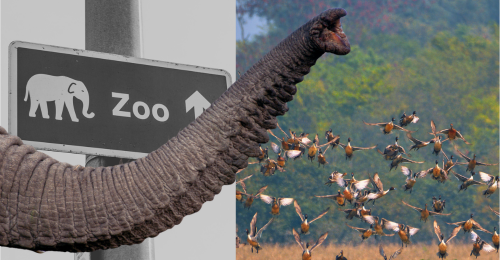 grizzly bear in front of national park sign