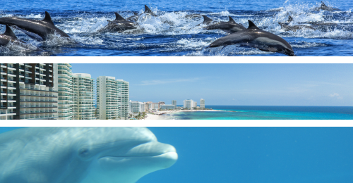 dolphins and Mexico