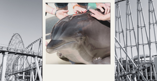 roller coaster and hands touching dolphin