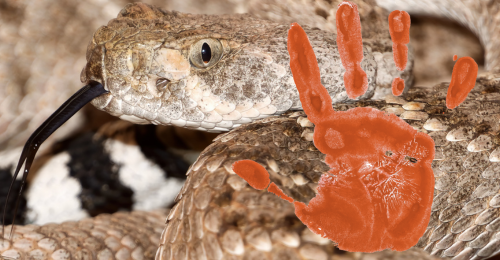 rattlesnake and red hand print