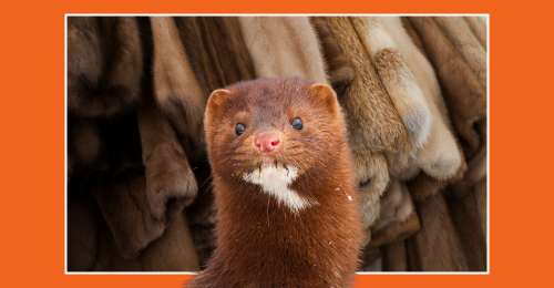 a mink and fur coats