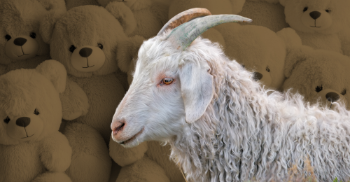 angora goat and teddy bears
