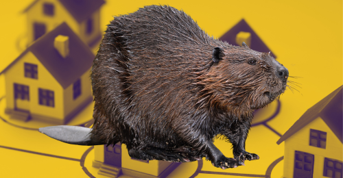 beaver and houses