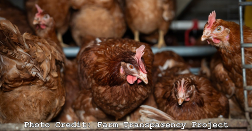 hens