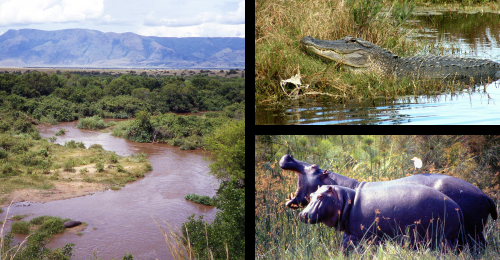 hippos, crocodile, and Virunga National Park