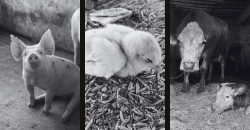 pig, chick, cow and calf