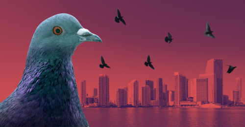 pigeons and Miami