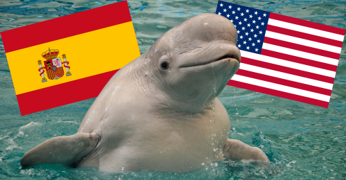 beluga and flags of Spain and the U.S.
