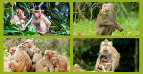 macaques