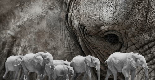 elephants