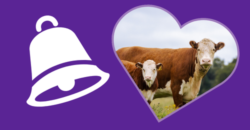 bell icon and heart-shaped cow and calf photo