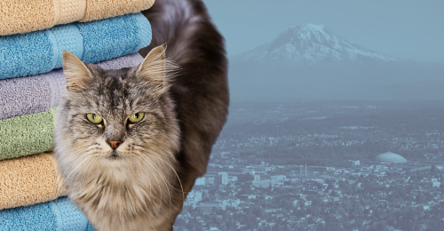 cat, towels, and Tacoma