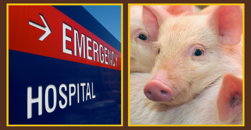 emergency room sign and pigs