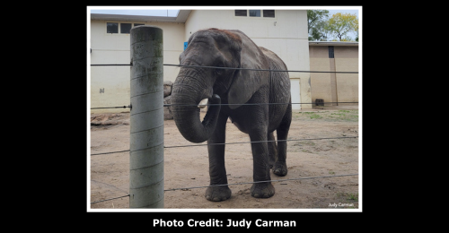 Elephant Tembo