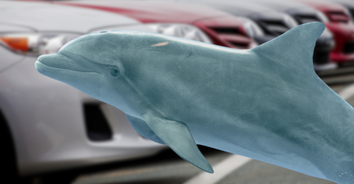 dolphin and cars