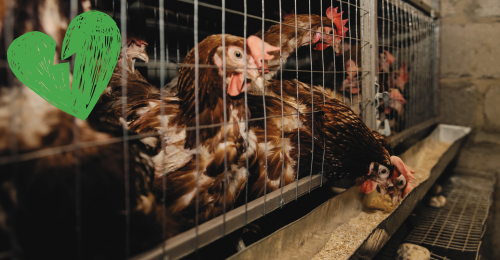 chickens in cage