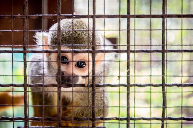caged Squirrel monkey