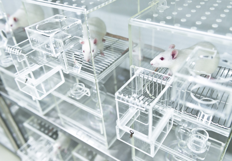 Rat isolation cages