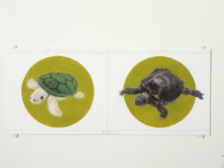 turtles