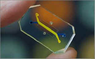 organ on a chip