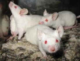 vanishing lab mice
