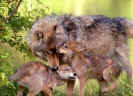 American gray wolf wolves