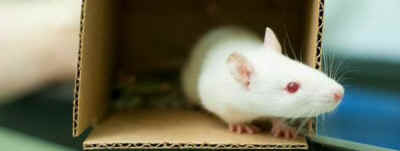 white mouse