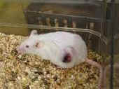 lab rat