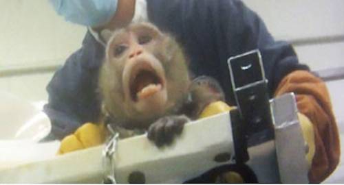 tortured macaque