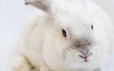 white Rabbit
