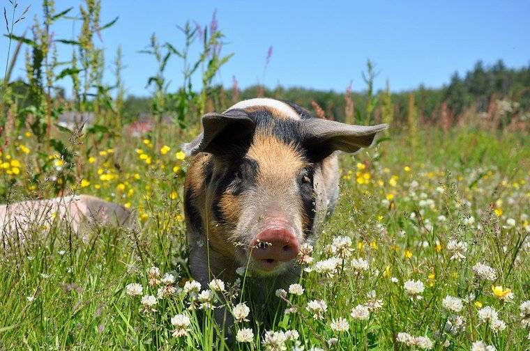 happy Pig