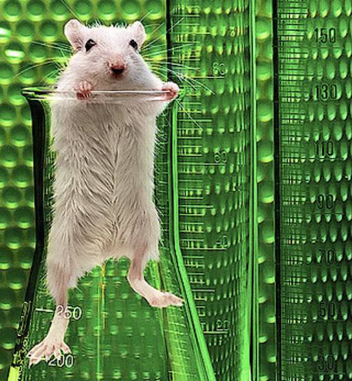 rodent research
