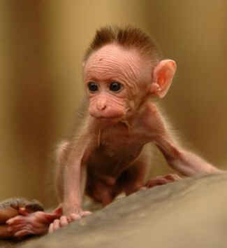 baby monkey abuse