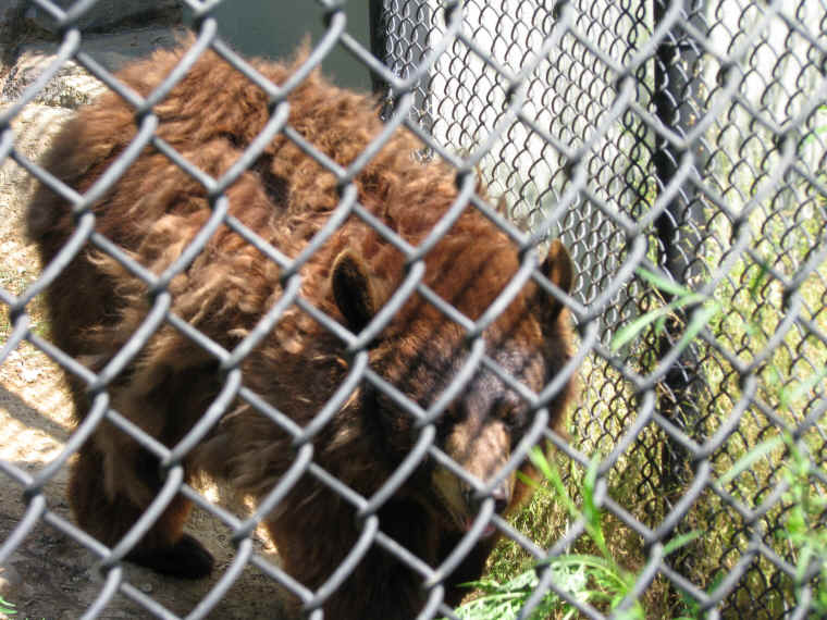ar-blackbearsinzoo-08