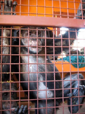 ar-chimps-01