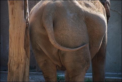 elephant obesity zoo captivity