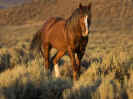 wild horse stallion fathers day