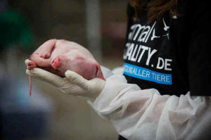 Animal Equality dead bodies
