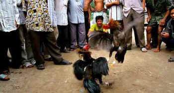 cockfight