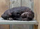 chimp chipanzee endangered