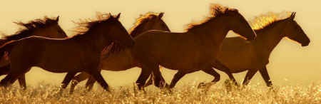wild horse roundup BLM