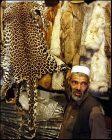 war collateral damange animals
