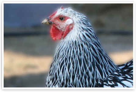 egg hen Peaceful Prairie