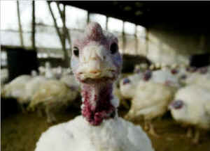 turkey turkeys Thanksgiving Holidays