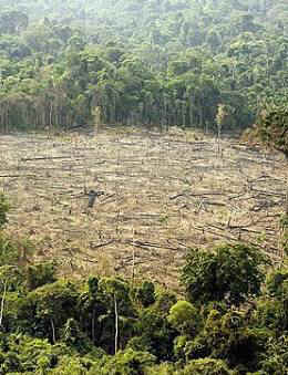 clearcut Amazon